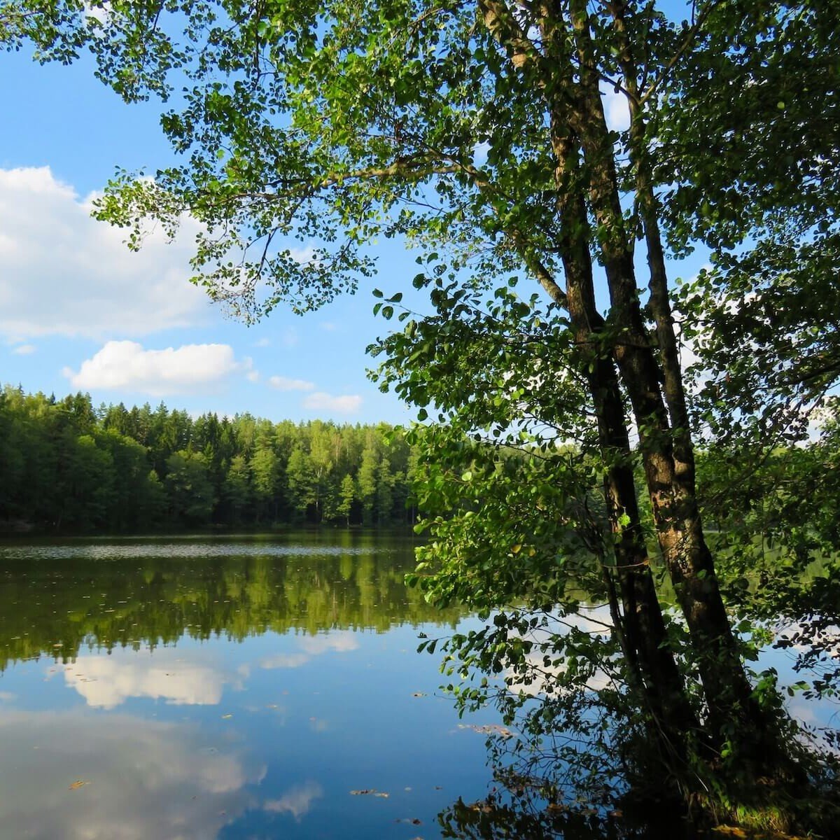Lac foret
